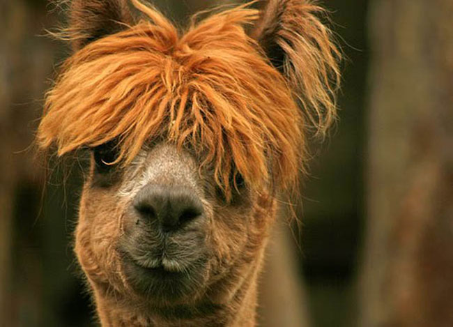 The 21 Sexiest Alpacas On The Planet I Had No Idea They Were So Stylish