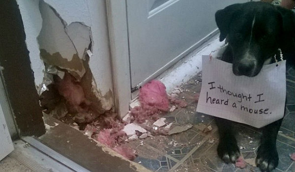 best dog shaming pictures