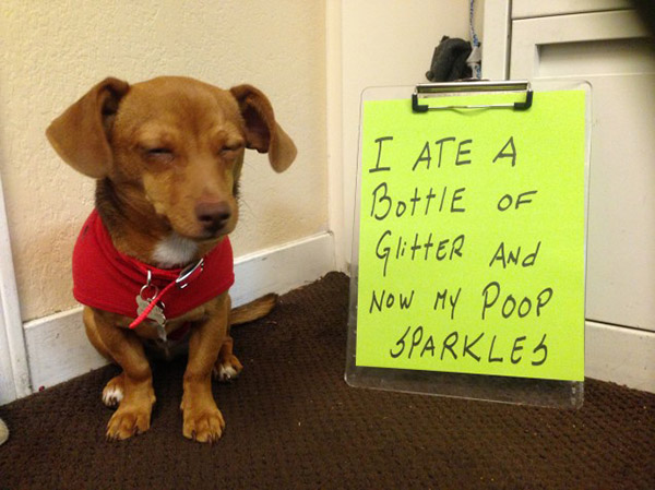 best dog shaming pictures