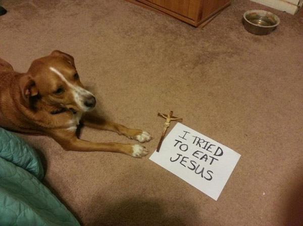 best dog shaming pictures