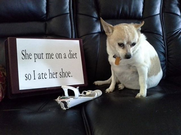 best dog shaming pictures