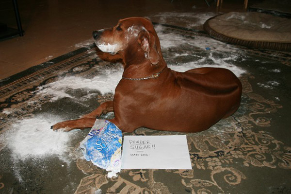 best dog shaming pictures