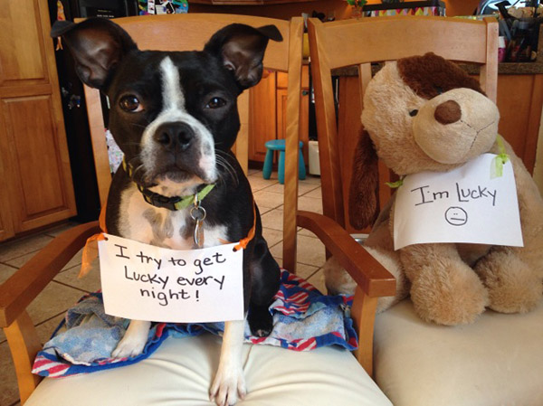 best dog shaming pictures