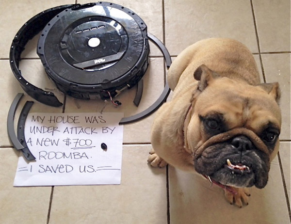 best dog shaming pictures