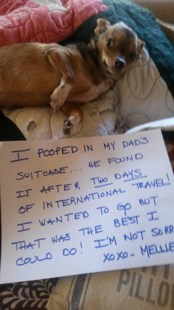 best dog shaming pictures