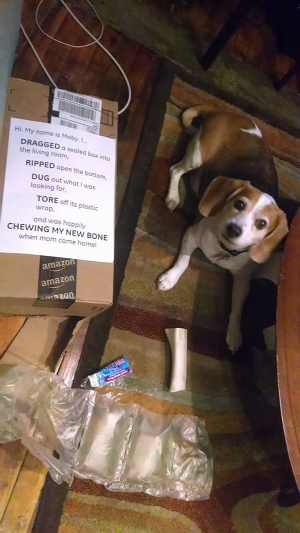 best dog shaming pictures