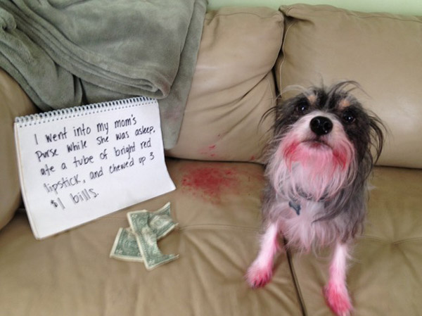 best dog shaming pictures