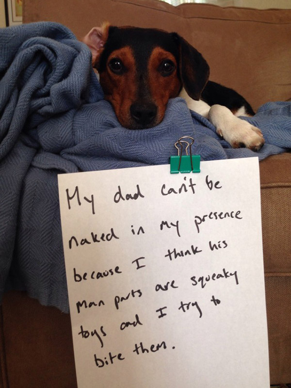 best dog shaming pictures