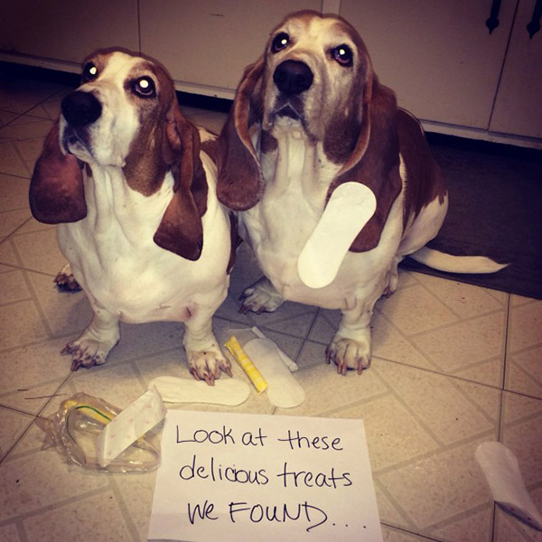 best dog shaming pictures