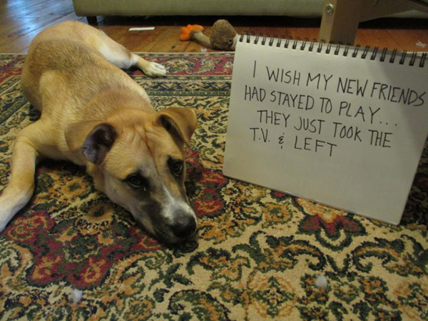 best dog shaming pictures