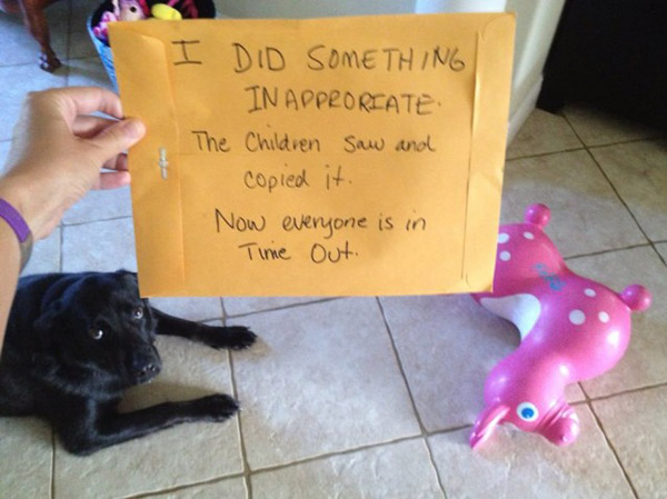 best dog shaming pictures