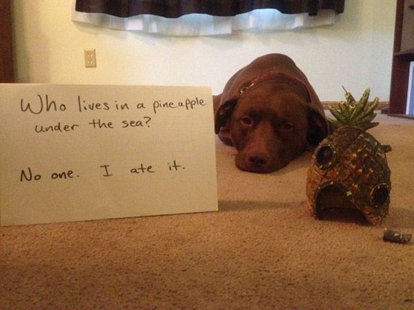 best dog shaming pictures