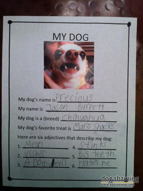 best dog shaming pictures