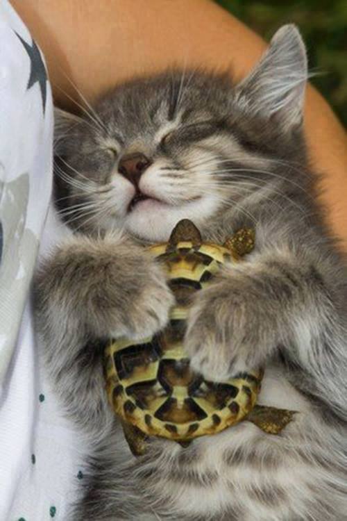 This Kitten Snuggling A Baby Tortoise Will Make You Smile