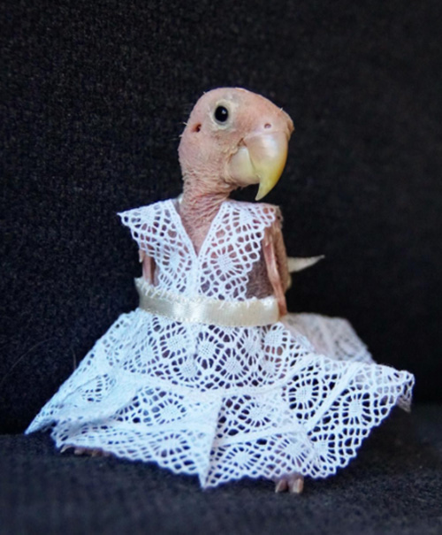 Meet Rhea The Featherless Bird Who Is So Happy To Be Loved