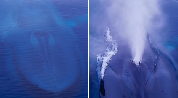 Drone Captures Stunning Footage Of Blue Whale Emerging From The Ocean